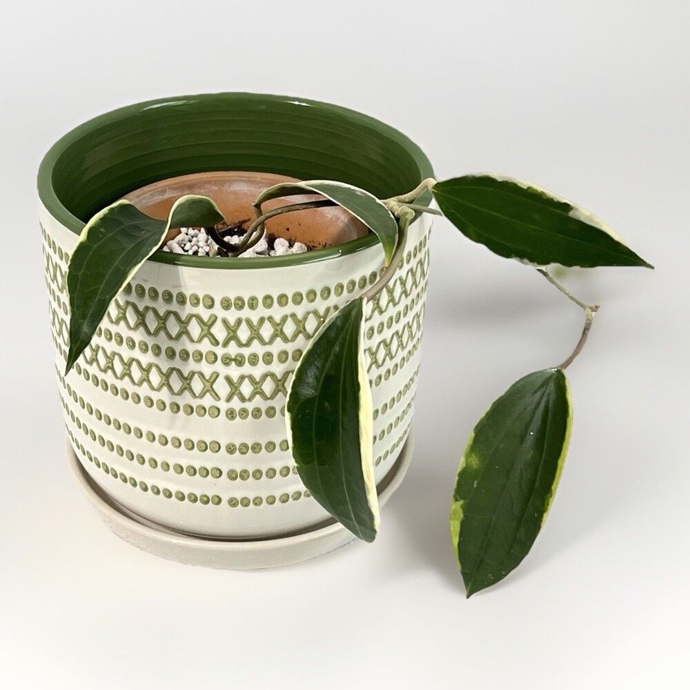 Border Concepts XOXO Ceramic Planter Multi 6”Drainage Hole Saucer Flower Pot